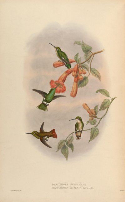 Panychlora russata by John Gould